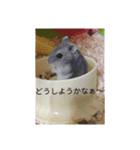 ウサハム（個別スタンプ：4）
