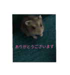 ウサハム（個別スタンプ：5）