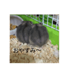 ウサハム（個別スタンプ：6）