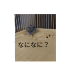 ウサハム（個別スタンプ：7）