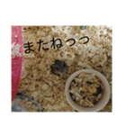 ウサハム（個別スタンプ：8）