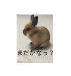 ウサハム（個別スタンプ：10）