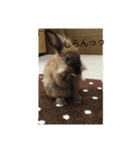 ウサハム（個別スタンプ：11）
