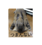 ウサハム（個別スタンプ：14）