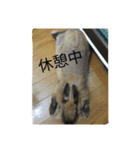 ウサハム（個別スタンプ：15）