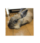 ウサハム（個別スタンプ：16）