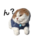 猫のみぃくん=^x^=（個別スタンプ：1）