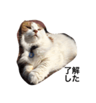 猫のみぃくん=^x^=（個別スタンプ：3）