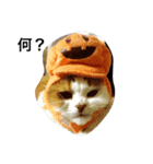 猫のみぃくん=^x^=（個別スタンプ：4）