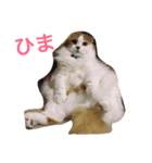猫のみぃくん=^x^=（個別スタンプ：5）