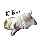 猫のみぃくん=^x^=（個別スタンプ：7）