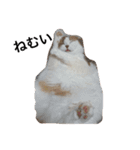 猫のみぃくん=^x^=（個別スタンプ：8）