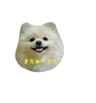 mofumofupurinlove（個別スタンプ：7）