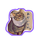 キジトラりき（個別スタンプ：2）