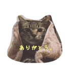 キジトラりき（個別スタンプ：8）