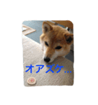 柴わんこのHana2（個別スタンプ：4）