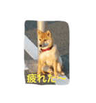 柴わんこのHana2（個別スタンプ：9）