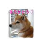 柴わんこのHana2（個別スタンプ：16）