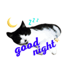 MyCats S M H（個別スタンプ：2）