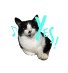 MyCats S M H（個別スタンプ：4）