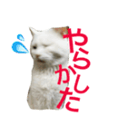 MyCats S M H（個別スタンプ：7）