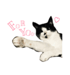 MyCats S M H（個別スタンプ：8）