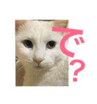 MyCats S M H（個別スタンプ：9）