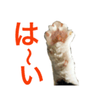 MyCats S M H（個別スタンプ：10）