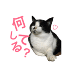 MyCats S M H（個別スタンプ：11）