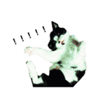 MyCats S M H（個別スタンプ：13）