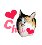 MyCats S M H（個別スタンプ：14）
