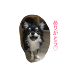 kinako＆anko＆tono（個別スタンプ：1）