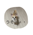 kinako＆anko＆tono（個別スタンプ：8）