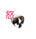 うちのにゃんこ達（個別スタンプ：2）