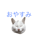 うちのにゃんこ達（個別スタンプ：5）