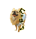 チワワ〜ず（個別スタンプ：3）