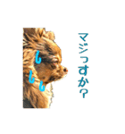 チワワ〜ず（個別スタンプ：7）