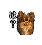 チワワ〜ず（個別スタンプ：14）