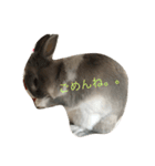 まったりMARO君（個別スタンプ：3）
