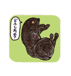 甲斐犬☆大好き（個別スタンプ：7）