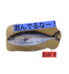 お魚屋さん（個別スタンプ：17）
