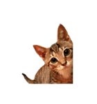 キジトラ猫 みん（個別スタンプ：1）