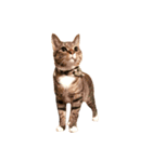 キジトラ猫 みん（個別スタンプ：4）