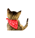 キジトラ猫 みん（個別スタンプ：5）