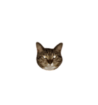 キジトラ猫 みん（個別スタンプ：6）