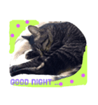 ごろねこモンブラン（個別スタンプ：1）