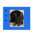 ごろねこモンブラン（個別スタンプ：5）