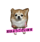 チワワの一茶（個別スタンプ：1）