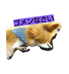 チワワの一茶（個別スタンプ：2）