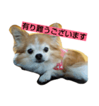 チワワの一茶（個別スタンプ：3）